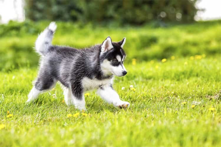 La force du Husky est-elle l'endurance ou la vitesse ?