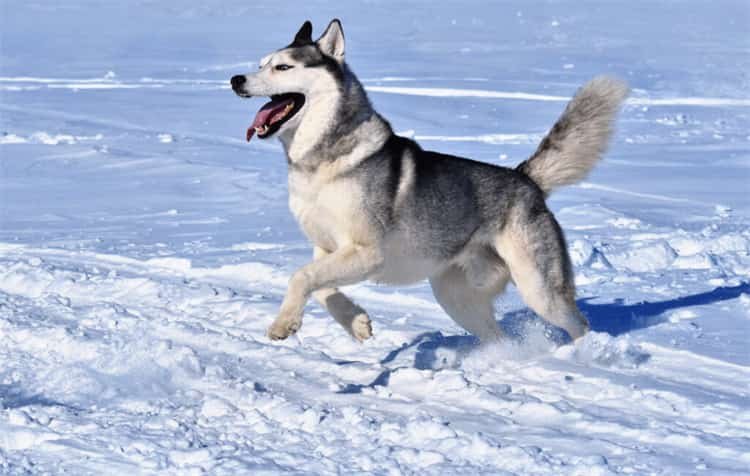 Hvor fort kan Husky løpe1