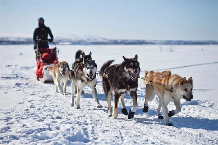 A cosa devo prestare attenzione quando corro con il mio Husky?