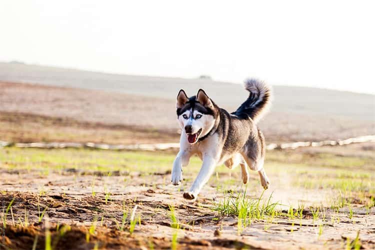 Does an Alaskan Husky run faster than a Siberian husky?