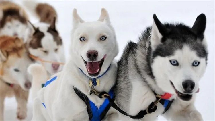 How fast can a Husky sled team run?