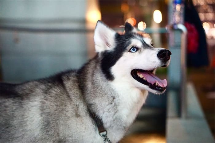 Quelle est la hauteur de saut d'un husky ?