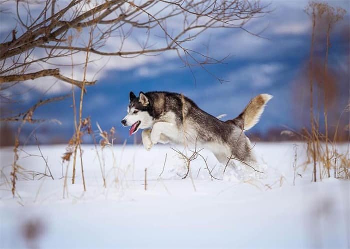 A que altura pode um husky saltar