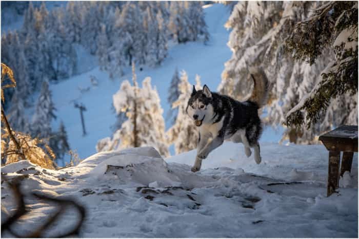 A que altura pode um husky saltar