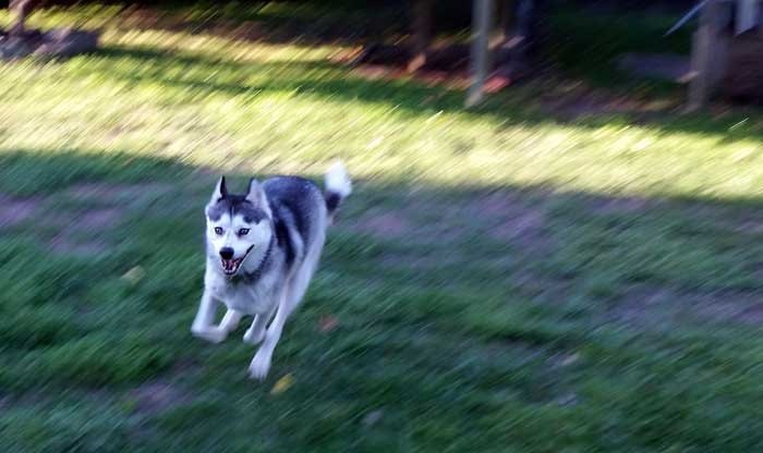 A que altura pode um husky saltar