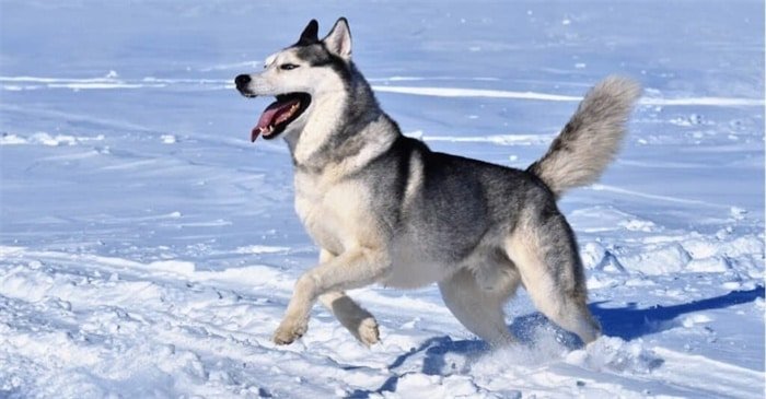 Quanto vivono gli husky siberiani