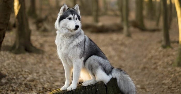 Wie lange leben Siberian Huskys