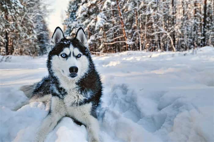 Quanto vivono gli husky siberiani