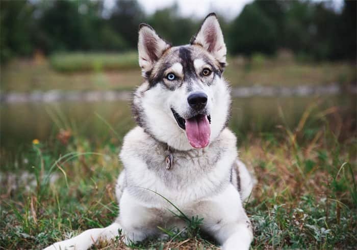 How long do Siberian huskies live