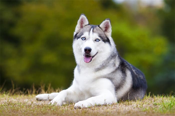 How long do Siberian huskies live