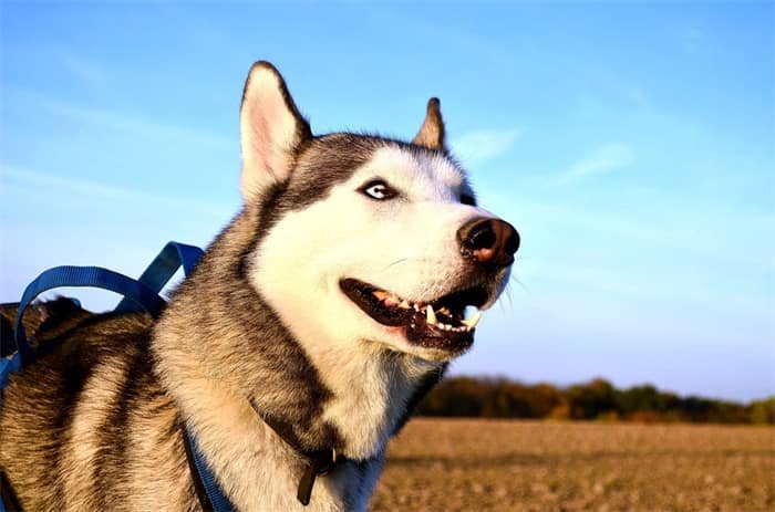 Quanto vivono gli husky siberiani