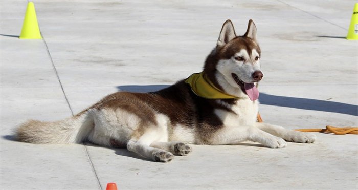 Como reduzir a queda de pelo dos husky?