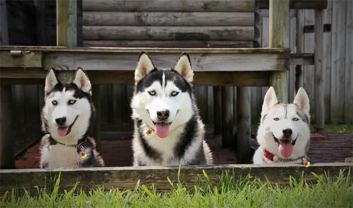 How long do Siberian huskies live