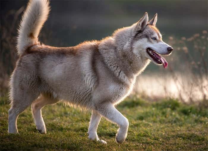 Combien coûte l'achat d'un husky sibérien ?