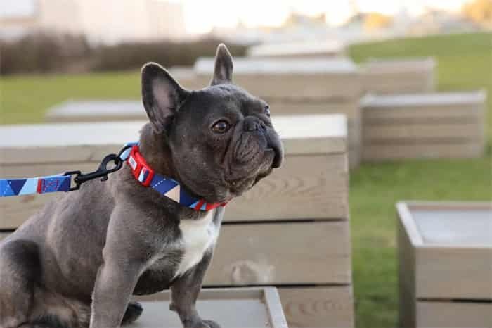 Cuánto debe apretar el collar del perro