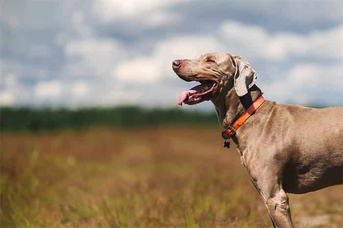 Quelle doit être la tension du collier pour chien ?