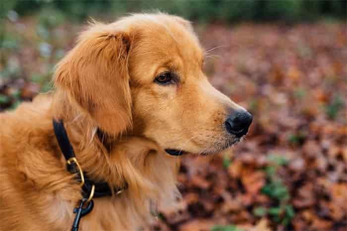 Quelle doit être la tension du collier pour chien ?