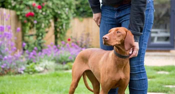 Cuánto debe apretar el collar del perro