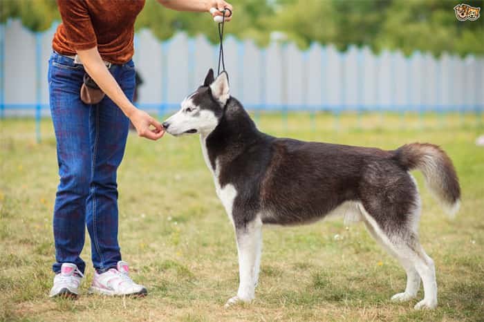 How To Train Husky