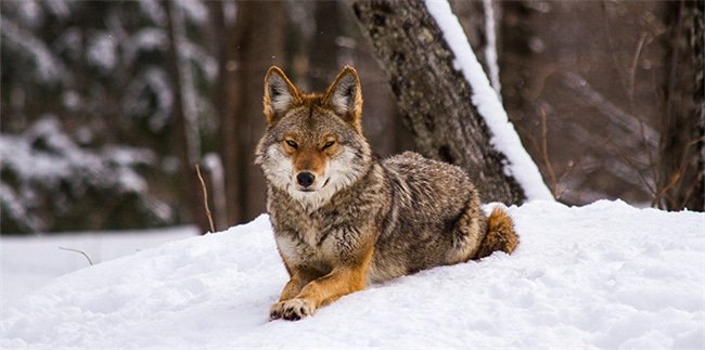 husky coyote mix