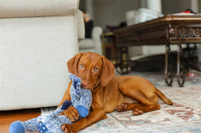 4. Vizsla