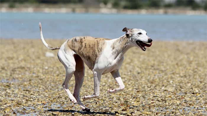 5. Whippet