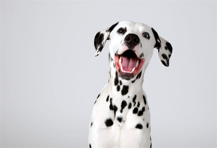 7. Dalmatian