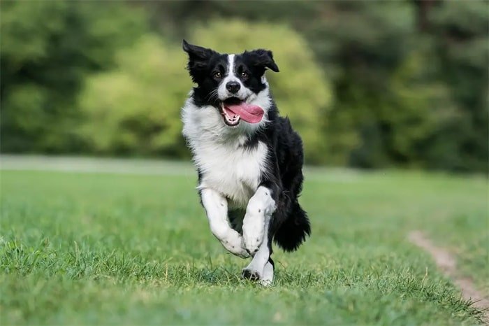 10. Border Collie