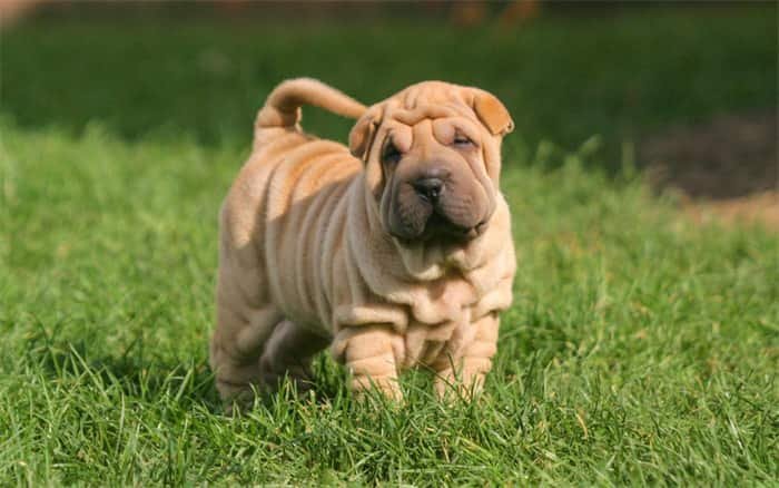 sharpei