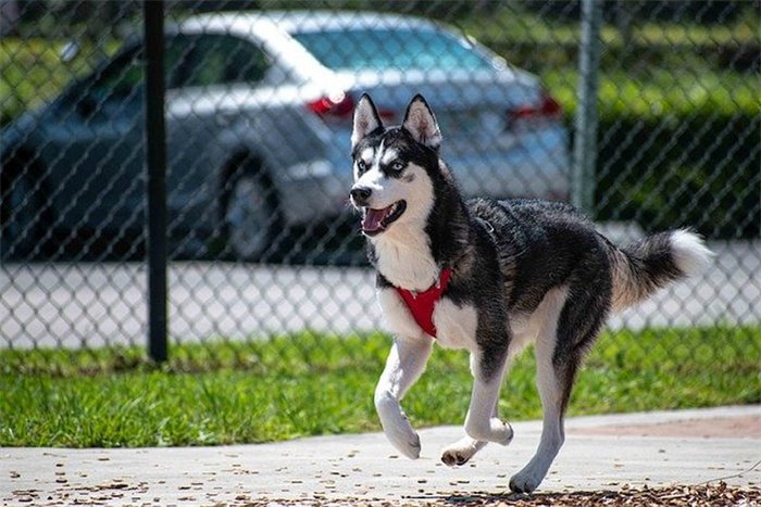 Huskies skriker