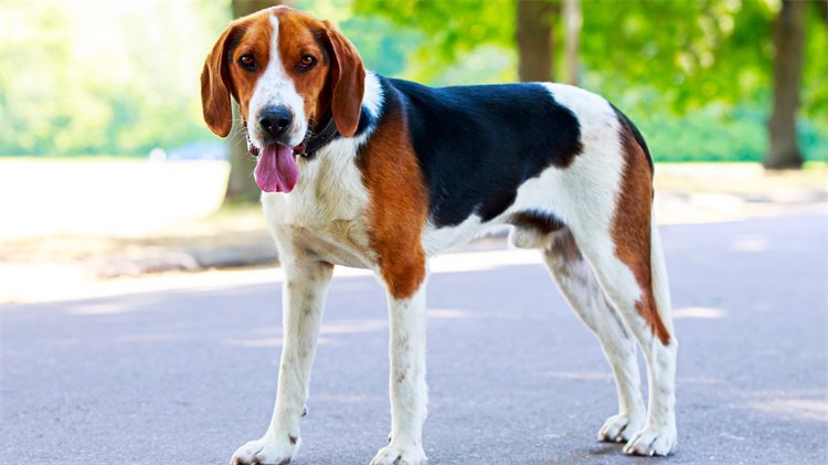 10. American Foxhounds