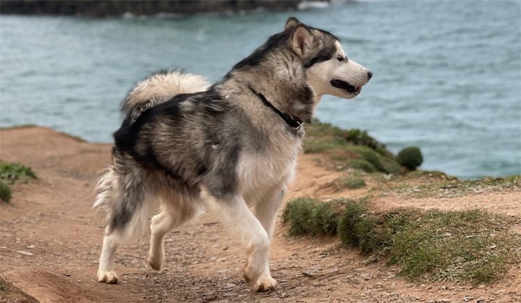 7. Alaskan Malamute