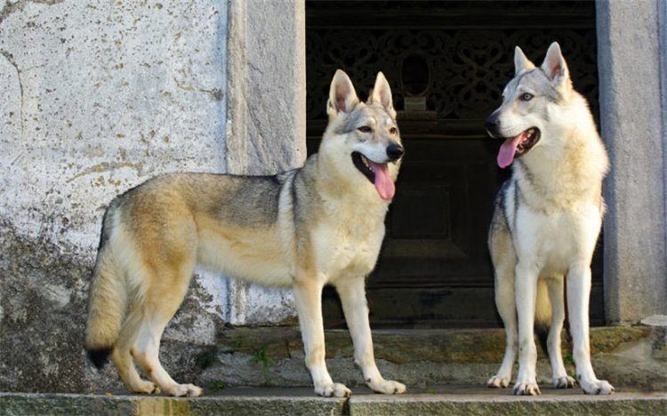 13. Wolfdogs And Coydogs