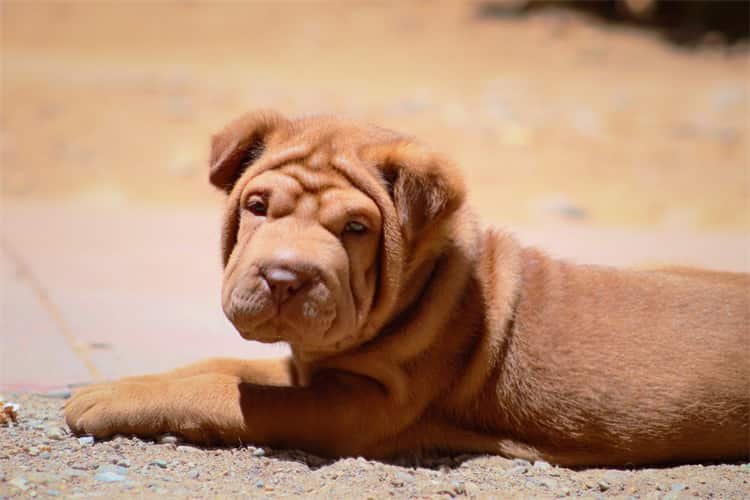 Condições perfeitas para Shar peis