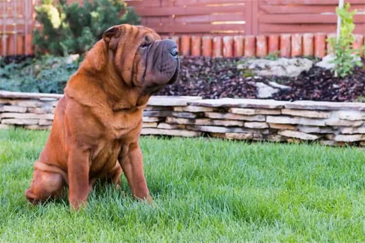 Exercício para o Shar pei chinês