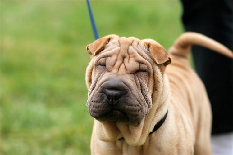 Prós de ter um Shar-Pei Chinês