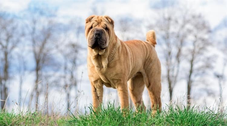 Cuidados médicos do Shar-Pei Chinês 