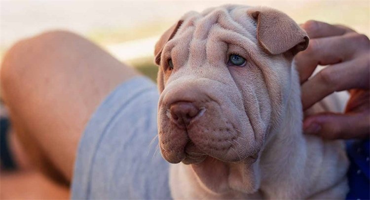 Alimentação e nutrição Shar-Peis