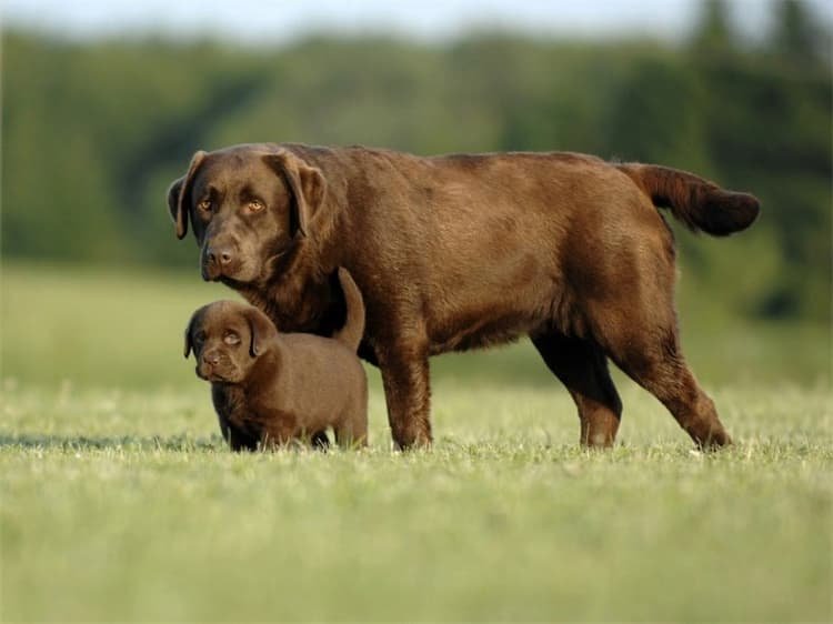 How to Train My Labrador to Bark