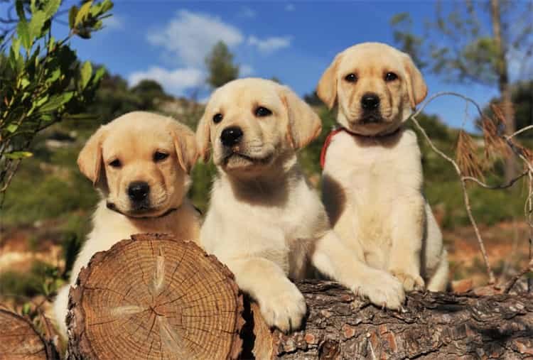 labradoras Nerimo situacijos