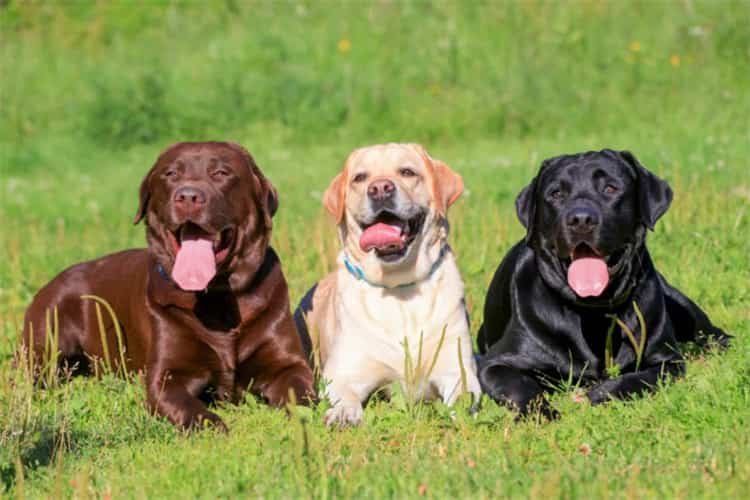 labrador Aktivität und Bewegung sind wichtig