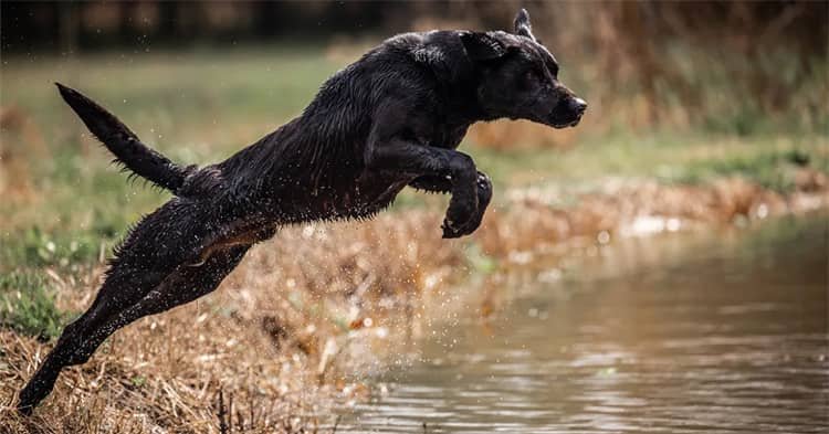 labrador Situation of fear