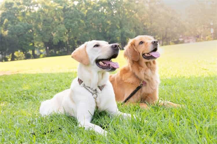 labrador Overprikkeling kan leiden tot bijten en krabben