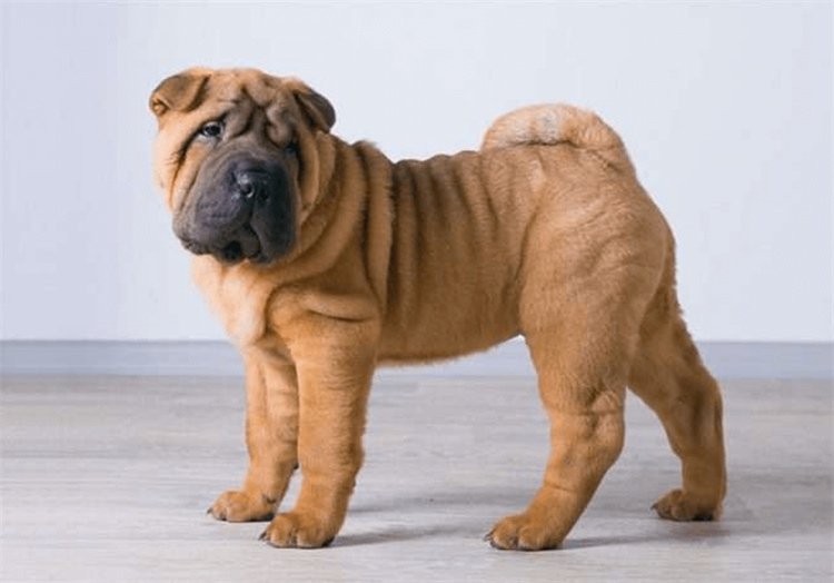 Caninos como o Shar-Pei Chinês