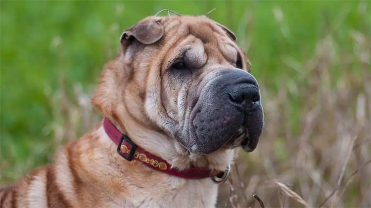 Relação do Shar-Pei com crianças