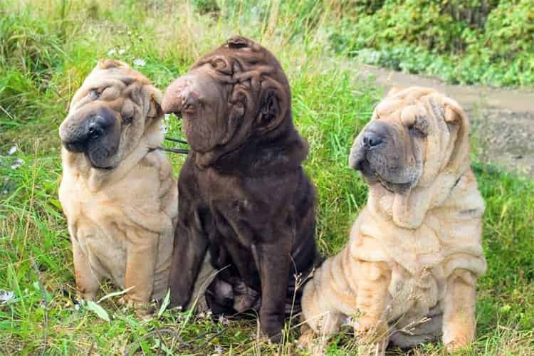 Adaptação climática do Shar-Pei