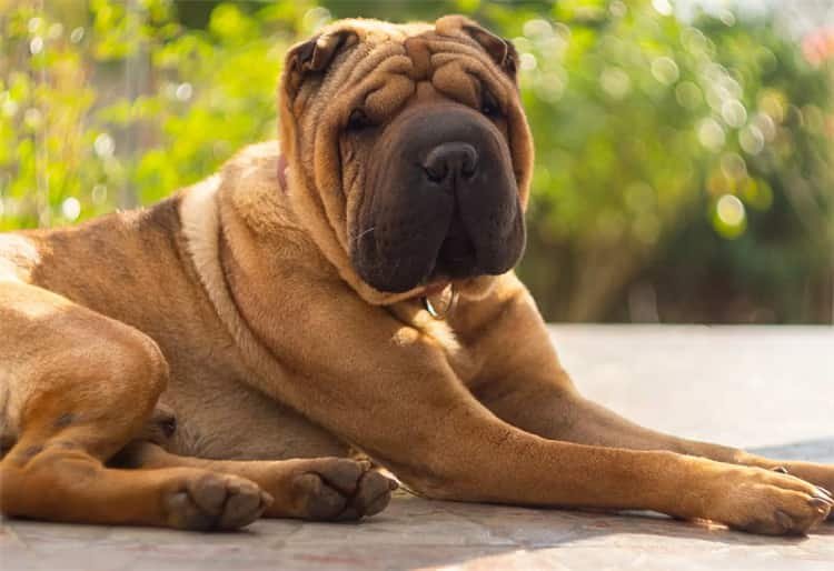 Shar-Pei Exercício Quantidade e tipo