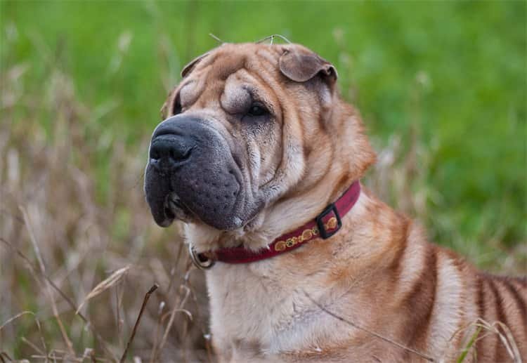 A Shar Peis perde as rugas?