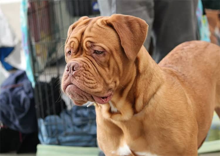 Shar-Pei chinês