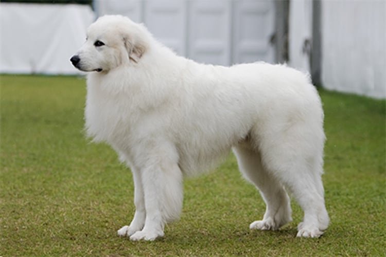 6. Pyrenean mountain dog